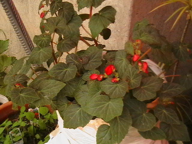 Picture 033