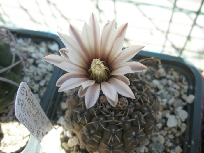 Gymnocalycium obductum - 05.06 - Gymnocalycium