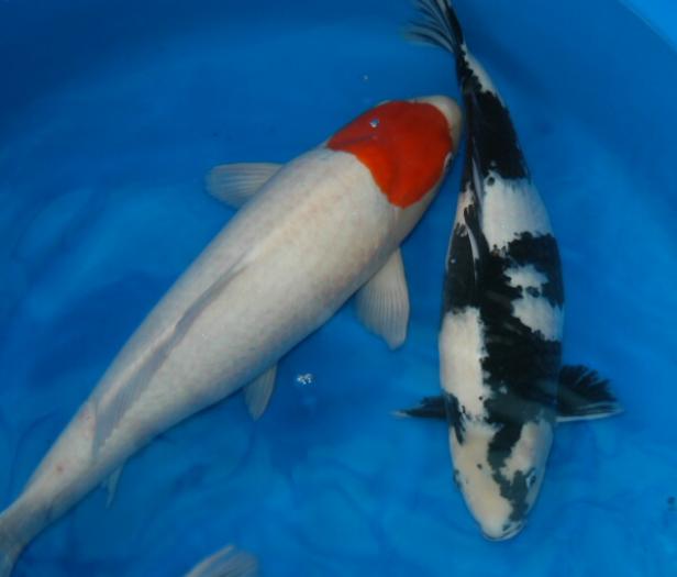 utsuri - KOI CARP