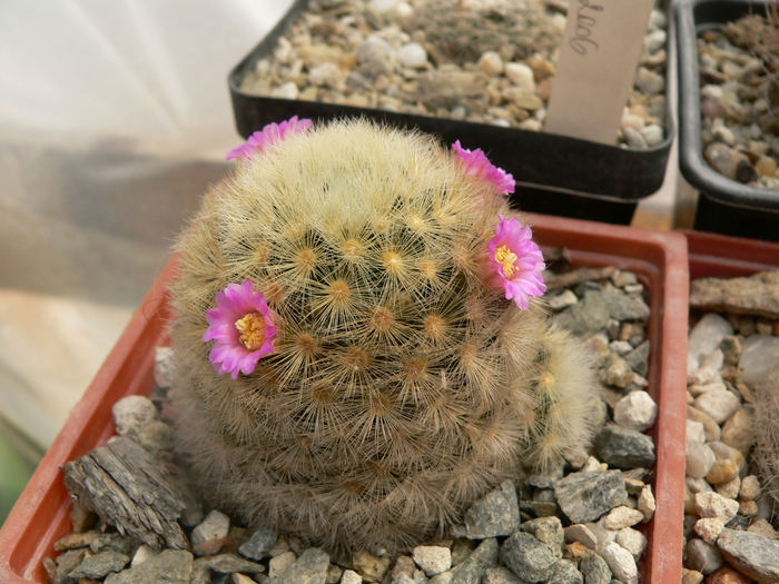 mammillaria_carmenae_x_lauii - genul Mammillaria