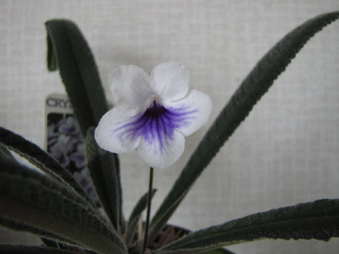 Streptocarpus Cristal Ice 21 iun 2009 (2) - streptocarpus