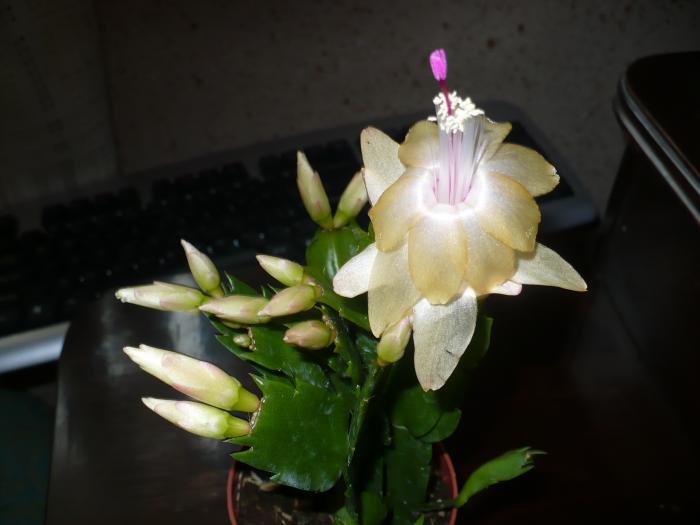 P1010652