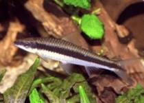 Crossocheilus%20siamensis - Pesti exotici