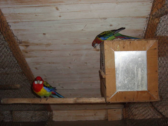 VANDUTI - papagali