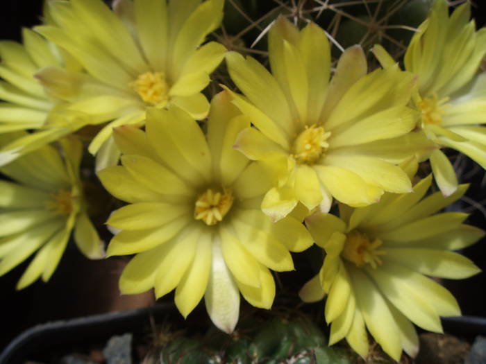 Dolychothele longimamma