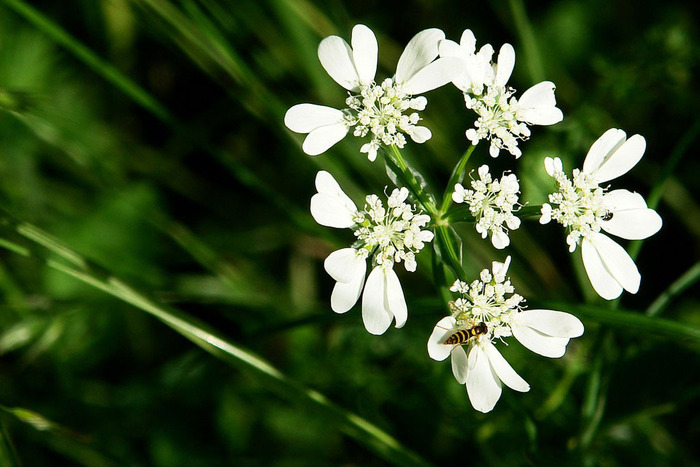 Orloya-grandiflora - flori- gradini
