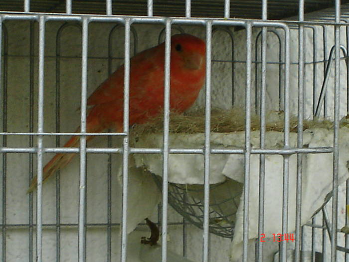 DSC04482 - PUI CANARI 2009