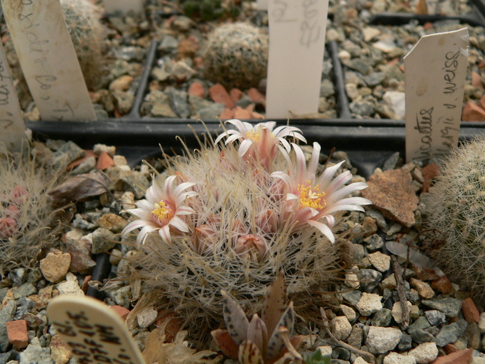 mammillaria_pennispinosa_ssp.nazasensis_fl