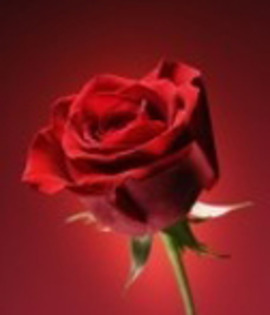trandafir rosu - care este cea mai romantica floare