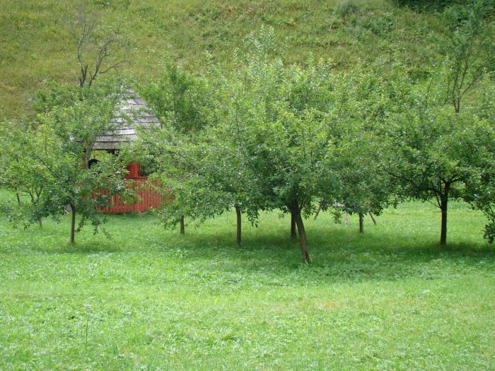 DSC02087 - Concediu 2008