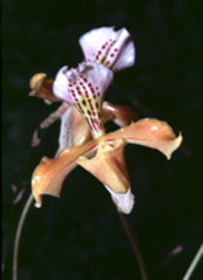 orhidee 2 - Natura