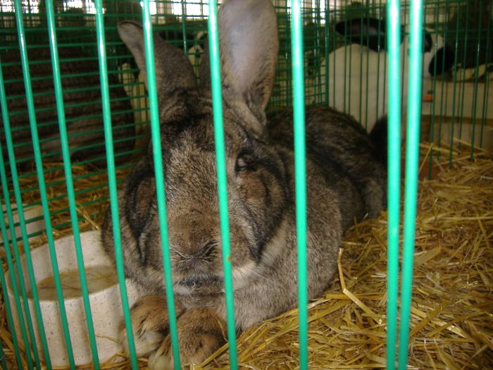 Nitra 06.12.2008 039