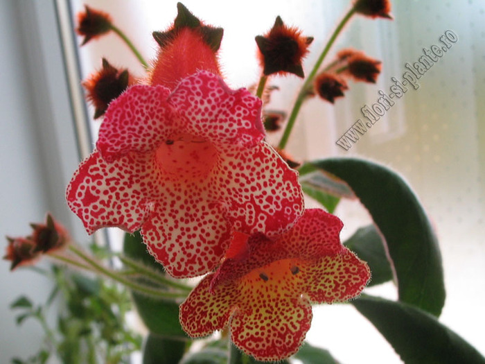 Kohleria Norrsken 8