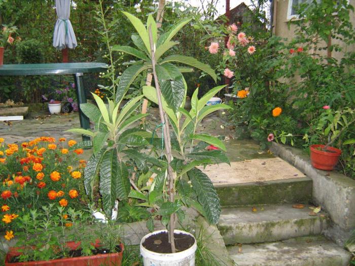 Eryobotrya japonica - Plante exotice in 2008
