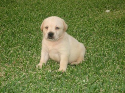 houndears-labrador-retrievers_ - Catelusi dragutzi