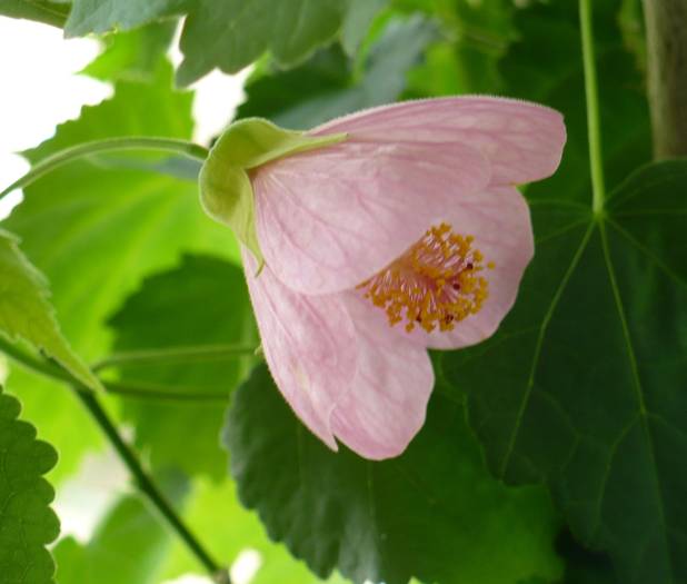 P1110209 - ABUTILONI