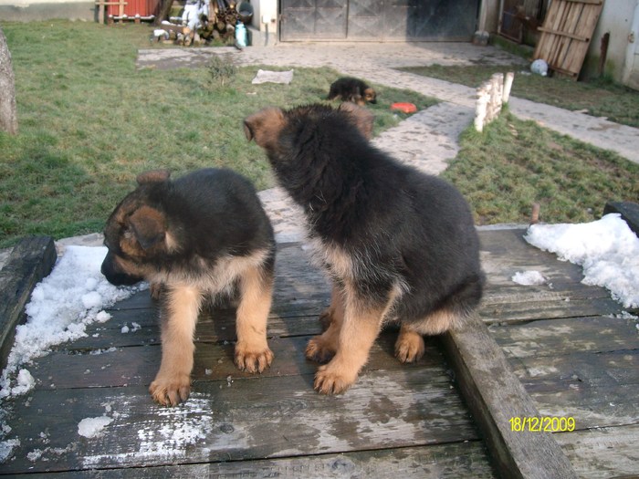 catei ciobanesc german - ciobanesc german