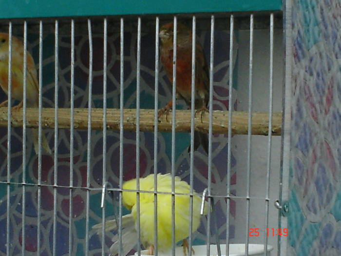 DSC03444 - PASARI CARE NU LE MAI AM - CANARI