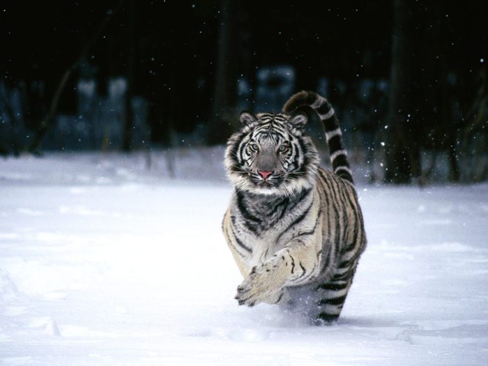 In a Hurry, White Tiger - Animale