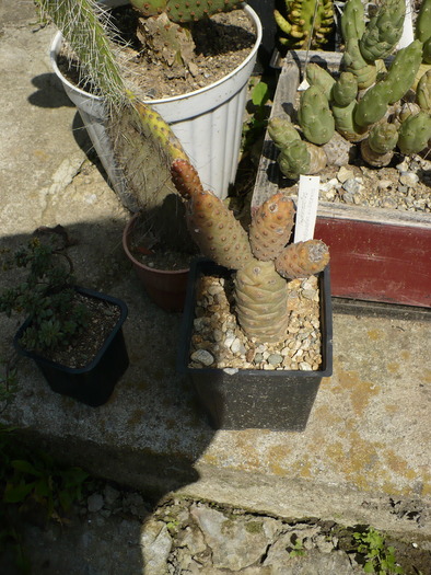 P1000752