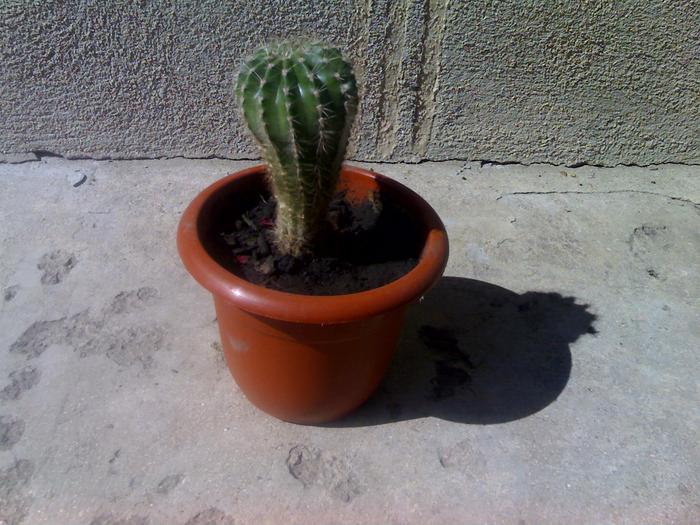 21-09-09_1430 - cactusii mei