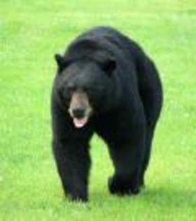urs negru - URSUL NEGRU