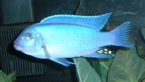 022508056s - African Cichlid