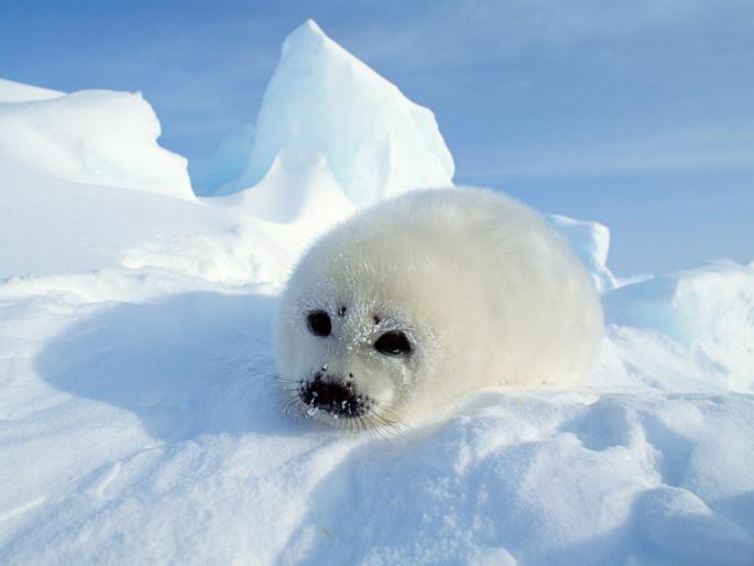 76 - poze animale