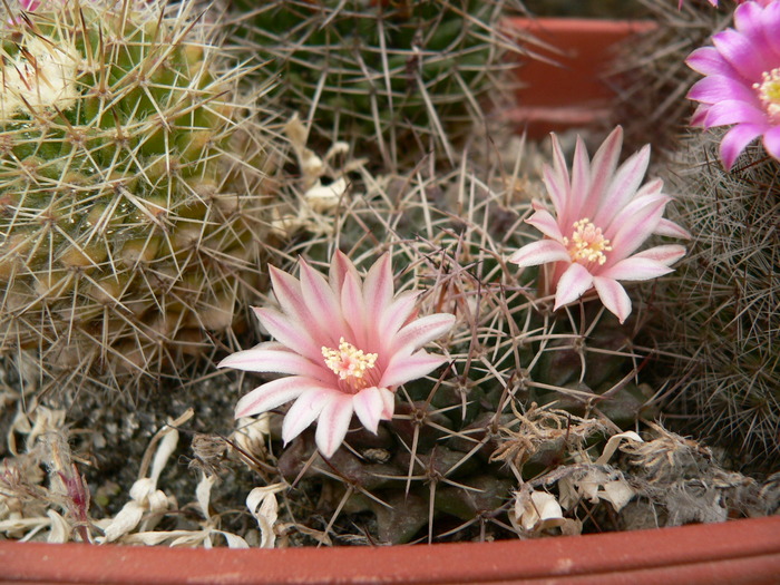 mammillaria_roseoalba