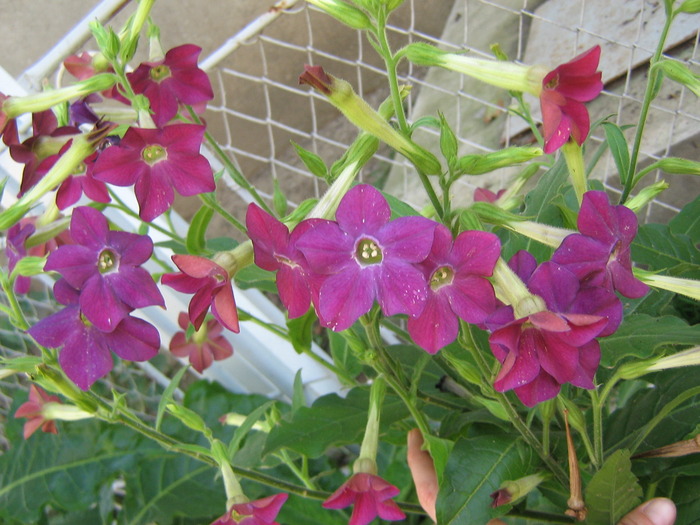 8octombrie 027 - flori de gradina 2009