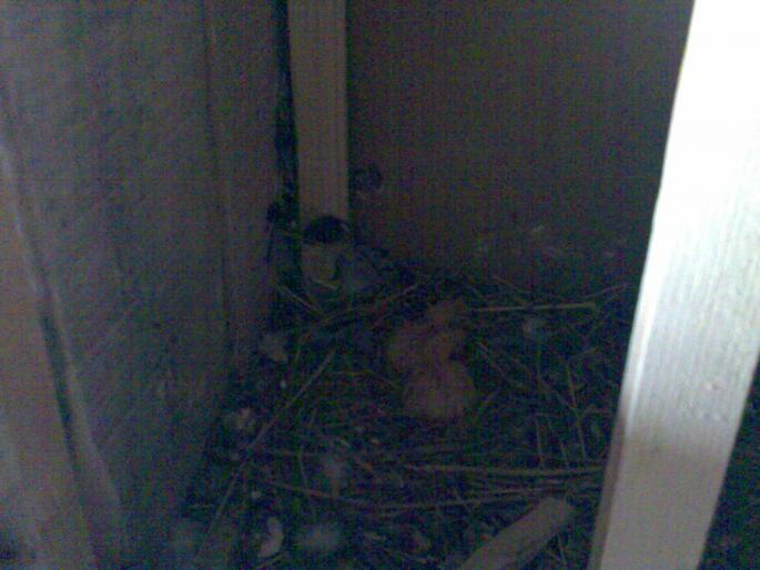 al doilea rind de pui