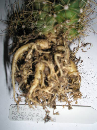 Mammillaria poselgerii - RADACINI de cactus