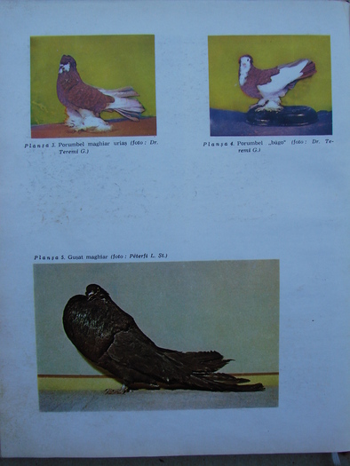 cresterea porumbeilor-peterfi 276 - Carti despre Porumbei - - Books about Pigeons