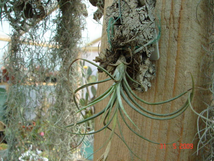 DSC05921 - Tillandsia