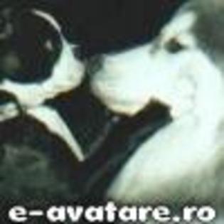 gbgvb - CATELUSI