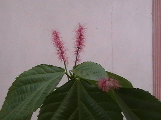IMGA0435