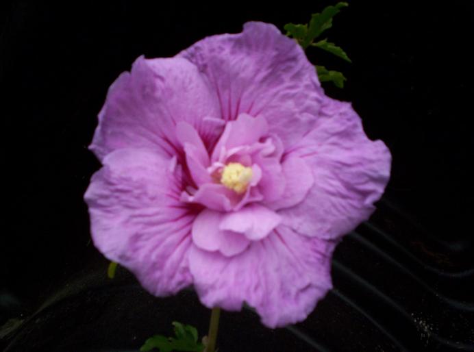 hibiscus  mov aug 2007 (4) - hibiscus gradina