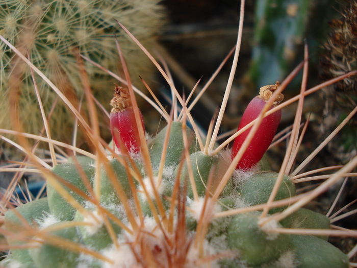 Mammillaria compresa