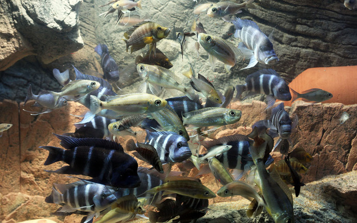 Copy_of_IMG_7633 - African Cichlid