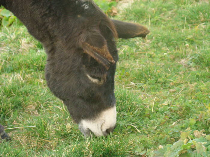 DSC00390