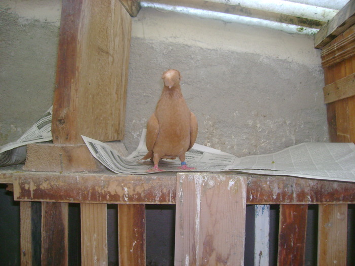 pozedecembrie 2009 146