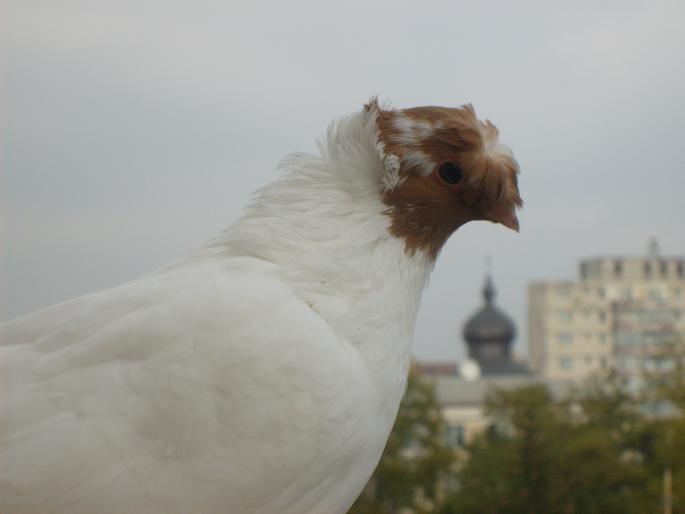 jucator de botosani - porumbei