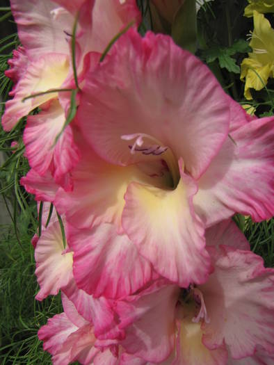 Gladiola Priscilla 26 iul 2009 (2) - gladiole