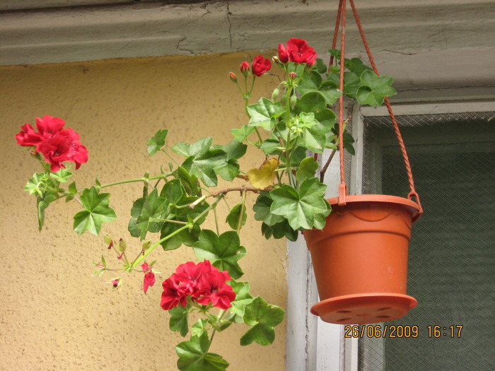 IMG_4612; muscata curgatoare
