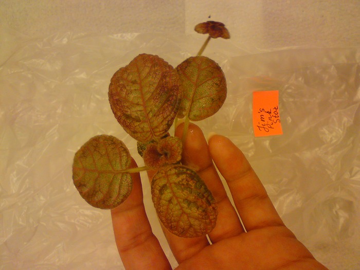 Episcia Lituania - Jim's Pink Star; Episcia Lituania - Jim's Pink Star
