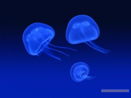 Jellyfish-meduza-otravitoare - Pestisori