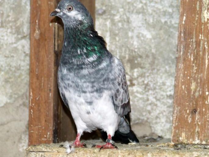 TIPPLERI 013.JPG mascul; luat din satu Pogaceaua  puii de la perechea nr.2
