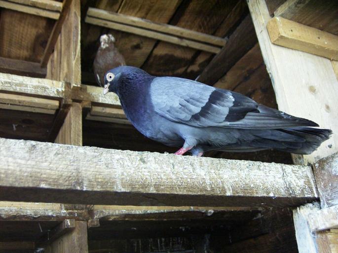 43600054 - 1712 Marian Serbancea