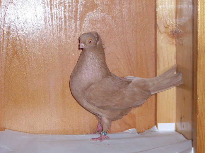 J.de Ardeal cu mot F Via:Sf.Gheorghe - Diszgalambok-Ornament pigeons -Porumbei de agrement