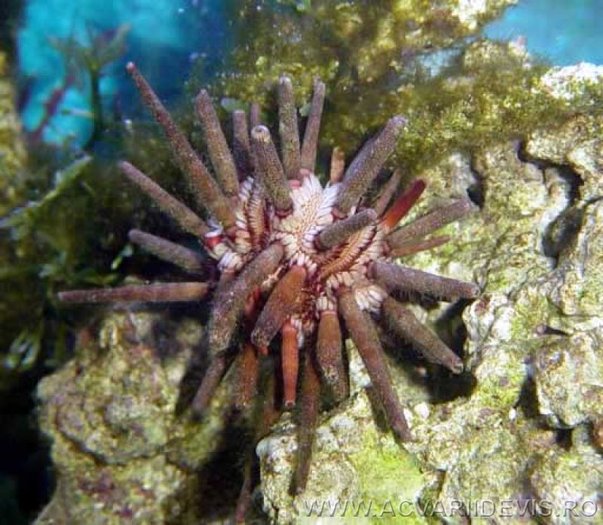 eucidaris_tribuloides2_a - Colectie de corali